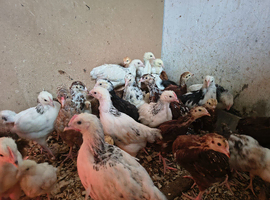 Rhode Island Red & light Sussex chickens