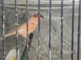 Wanted Stafford canaries.