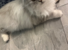 Silver point kitten