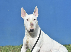 Quality miniature english bull terrier puppies