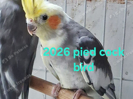 Cockatiels