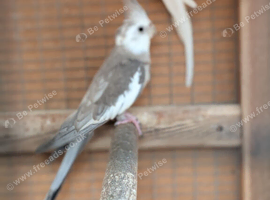 Aviary Cockatiel
