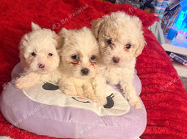 Beautiful Bichon Frise Puppies - 3 Girls
