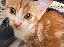 Kitten looking for a home