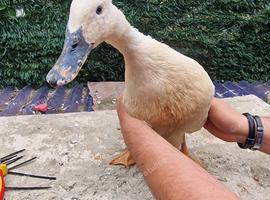 Beautiful female ducks for sale