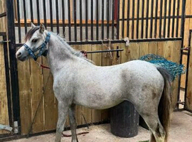 Registered sec a filly