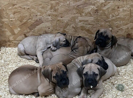 South African boerboels
