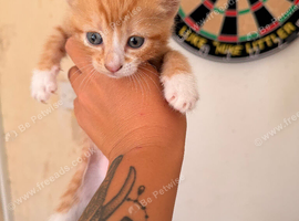 Beautiful ginger kittie