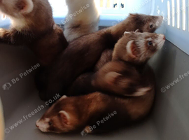 Baby ferrets polecats