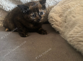 Last two Persian cross kittens