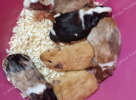 Baby male guinea pigs
