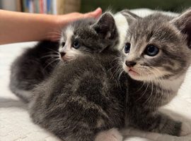 Kittens for sale