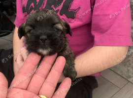 Shihtzu puppies for sale