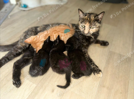 4 kittens