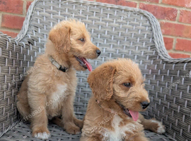 Outstanding Australian labradoodles