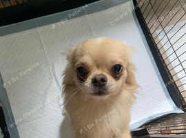 Chihuahua boy