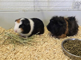 5 Adorable Baby Boy Guinea Pigs For Sale (Under 6 Months)