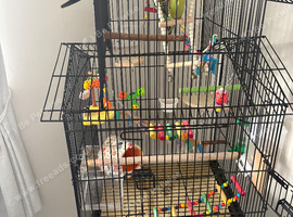 Budgies for sale
