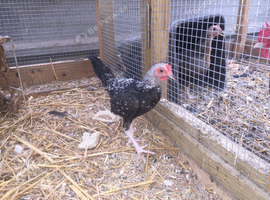 English Game Bantan Rooster
