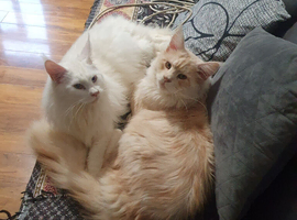 Tica registered kittens