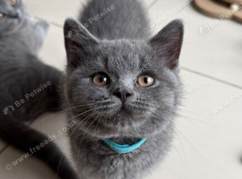 GCCF British Shorthair Kittens Ready Now