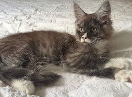 Maine coon kitten