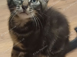Kittens for sale