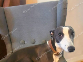 Loving, Purebred 10-Month-Old Boy Looking for His Forever Home