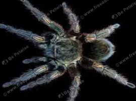 Endor green velvet tarantula