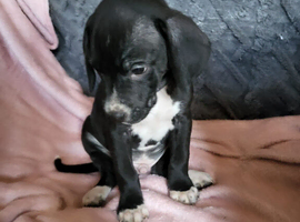 Gorgeous lurcherstaffy x beagle pups
