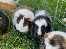 Rescue centre Hortons Piggy Patch