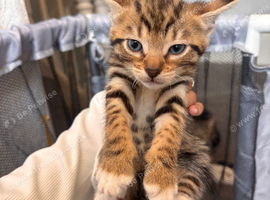 Mix bengal kitten