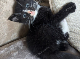 Kittens
