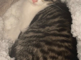 8 week