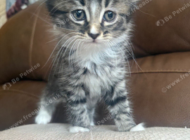 kittens