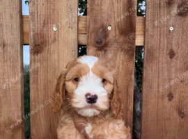 Cockapoo puppies looking for loving home