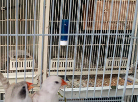 Zebra Finches for sale