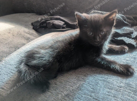 Kittens for sale