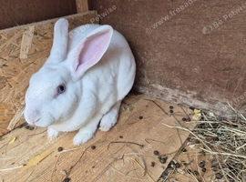 Male beautiful blue eyes /white Rex rabbit
