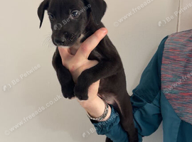 bull grey x whippet x saluki grey