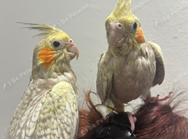 Hand Reared Cockatiels