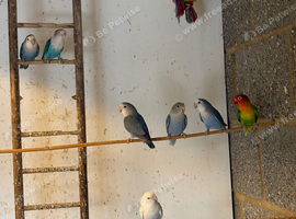 Lovebirds