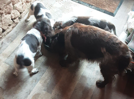 Cocker spaniel puppies