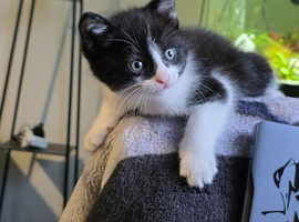 Ragdoll cross kittens