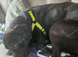 Ladador  x staffy