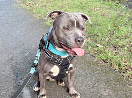 Staffordshire Stud