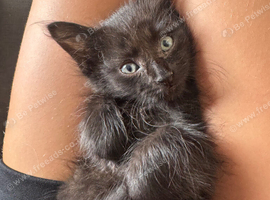 Sphynx mix ready now