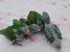 Moushtache Parakeets