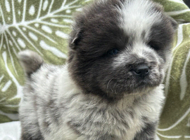 4 chow chow pups for sale