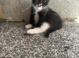 Burmese Mix